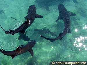 Berenang bersama hiu di Karimunjawa
